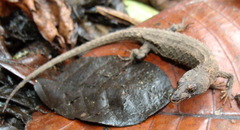 Panama Teiid photo 3