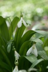Galanthus woronowii