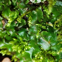 Conocephalum conicum