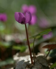 Cyclamen coum
