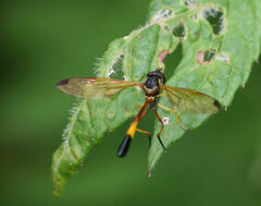 Salpingogaster