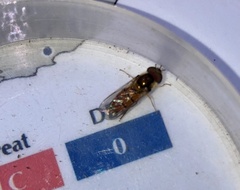 Episyrphus trisectus