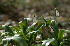 Galanthus woronowii