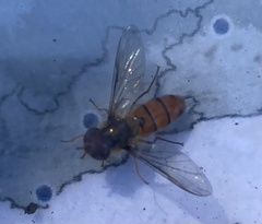 Episyrphus trisectus