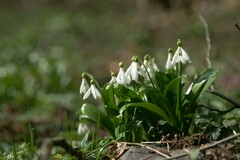 Galanthus woronowii