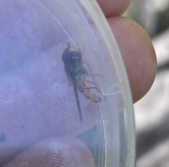 Episyrphus trisectus