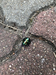 Poecilocoris splendidulus