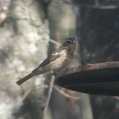 Pheucticus ludovicianus