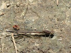 Argia fumipennis