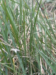 Poa arachnifera