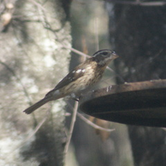 Pheucticus ludovicianus