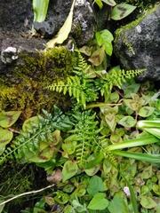 Asplenium billotii