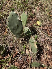 Opuntia austrina