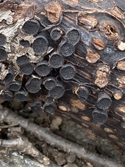 Biscogniauxia marginata