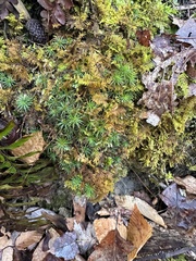 Polytrichastrum ohioense