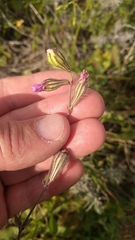 Silene colorata