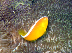 Amphiprion sandaracinos