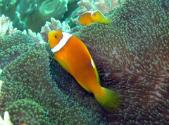 Amphiprion thiellei