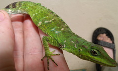 Anolis kunayalae