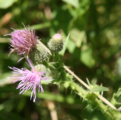 Cirsium alatum