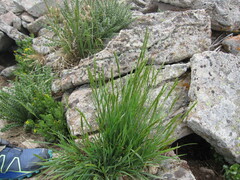 Elymus trachycaulus