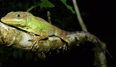 Anolis kunayalae