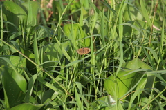 Junonia zonalis