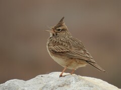 Galerida cristata meridionalis