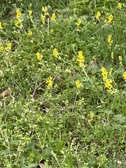 Corydalis micrantha