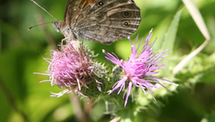 Cirsium alatum