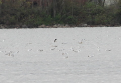 Hydrobates leucorhous