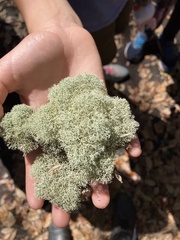 Cladonia evansii