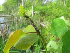 Camponotus novaeboracensis