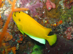 Apolemichthys trimaculatus