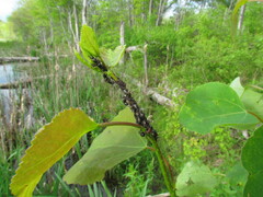Camponotus novaeboracensis