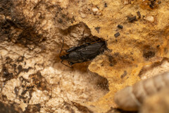 Neurocladus brachiidens