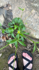 Ranunculus abortivus