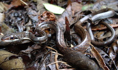 Chironius grandisquamis