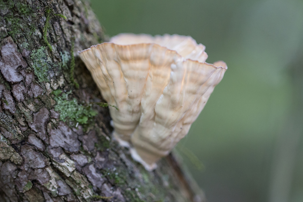 Cymatoderma caperatum · February 2023 · photo: © ftsautter (iNaturalist, cc0)