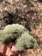 Cladonia evansii