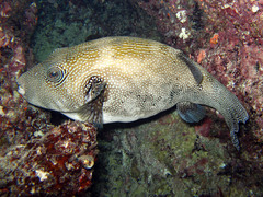 Arothron caeruleopunctatus