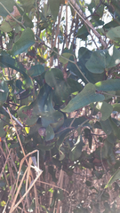 Smilax aspera