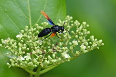 Rhynchium