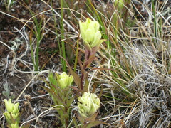 Castilleja occidentalis
