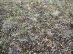 Castilleja occidentalis