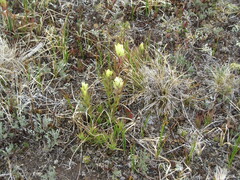 Castilleja occidentalis