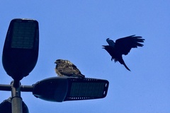 Corvus brachyrhynchos