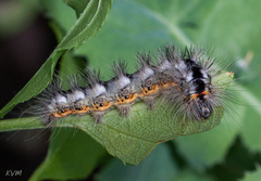 Acronicta euphorbiae