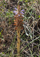 Orobanche coerulescens