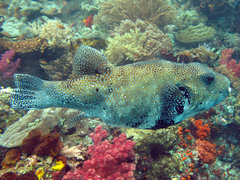 Arothron caeruleopunctatus